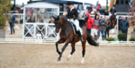 Mannheim: Isabell Werth dominiert Dressur beim Maimarktturnier