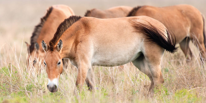 Skandal: Przewalskis sind keine echten Wildpferde