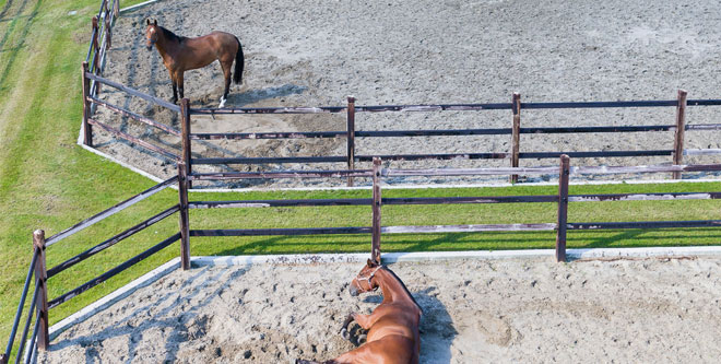 Pferdehaltung: Kleine Freiheit auf Paddocks