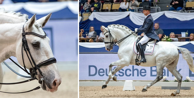 Ein Lusitano im Dressursport: Dragao 