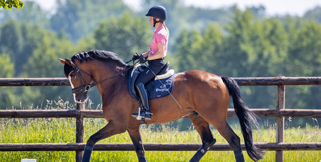 Ausbildung: Wie lernen Pferde Reiterhilfen?