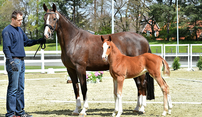 StutenPorträt: Rioja – die Siegerhengstmacherin