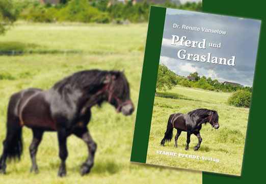 PFERD UND GRASLAND