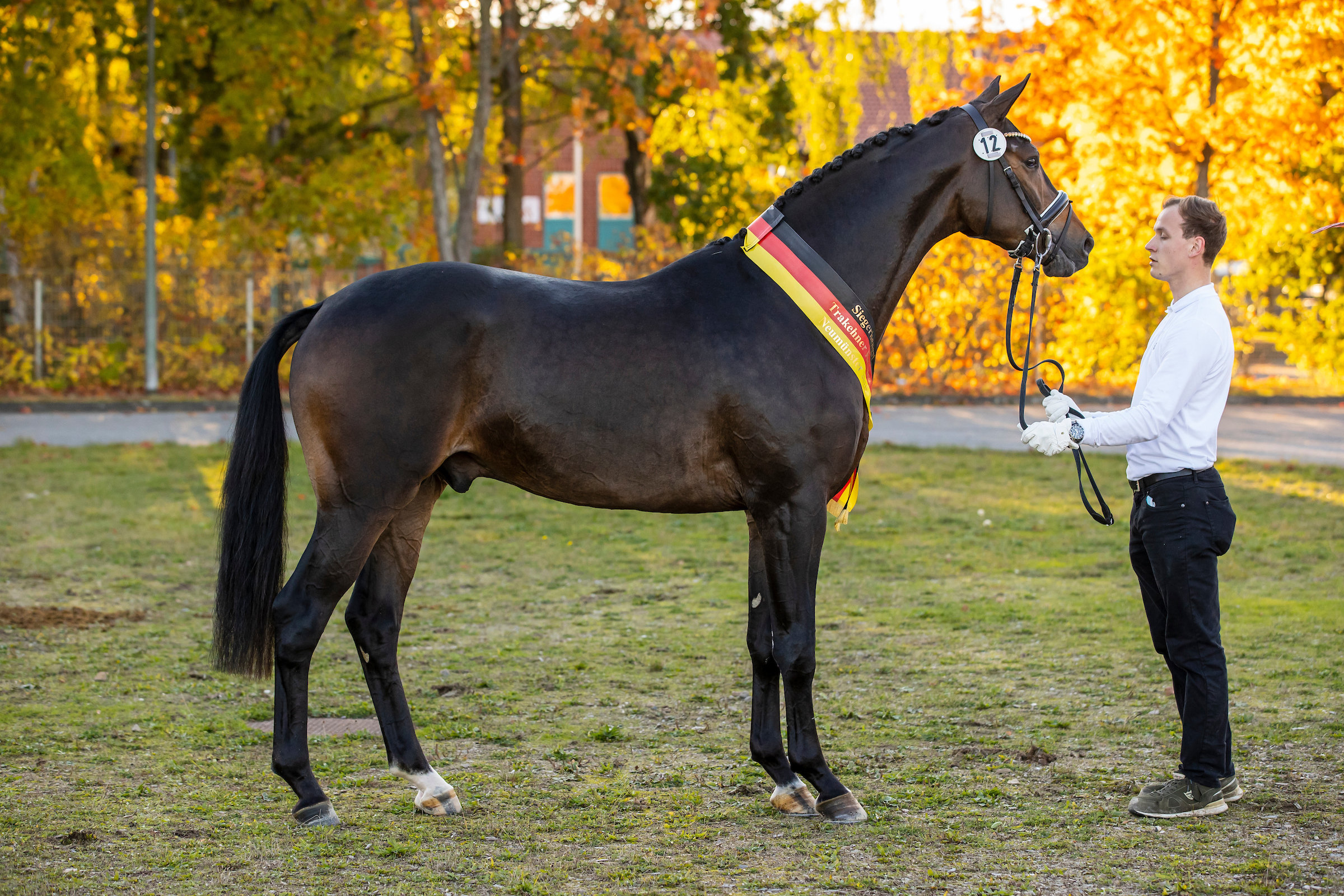 Trakehner Siegerhengst Rheinglanz begeistert alle