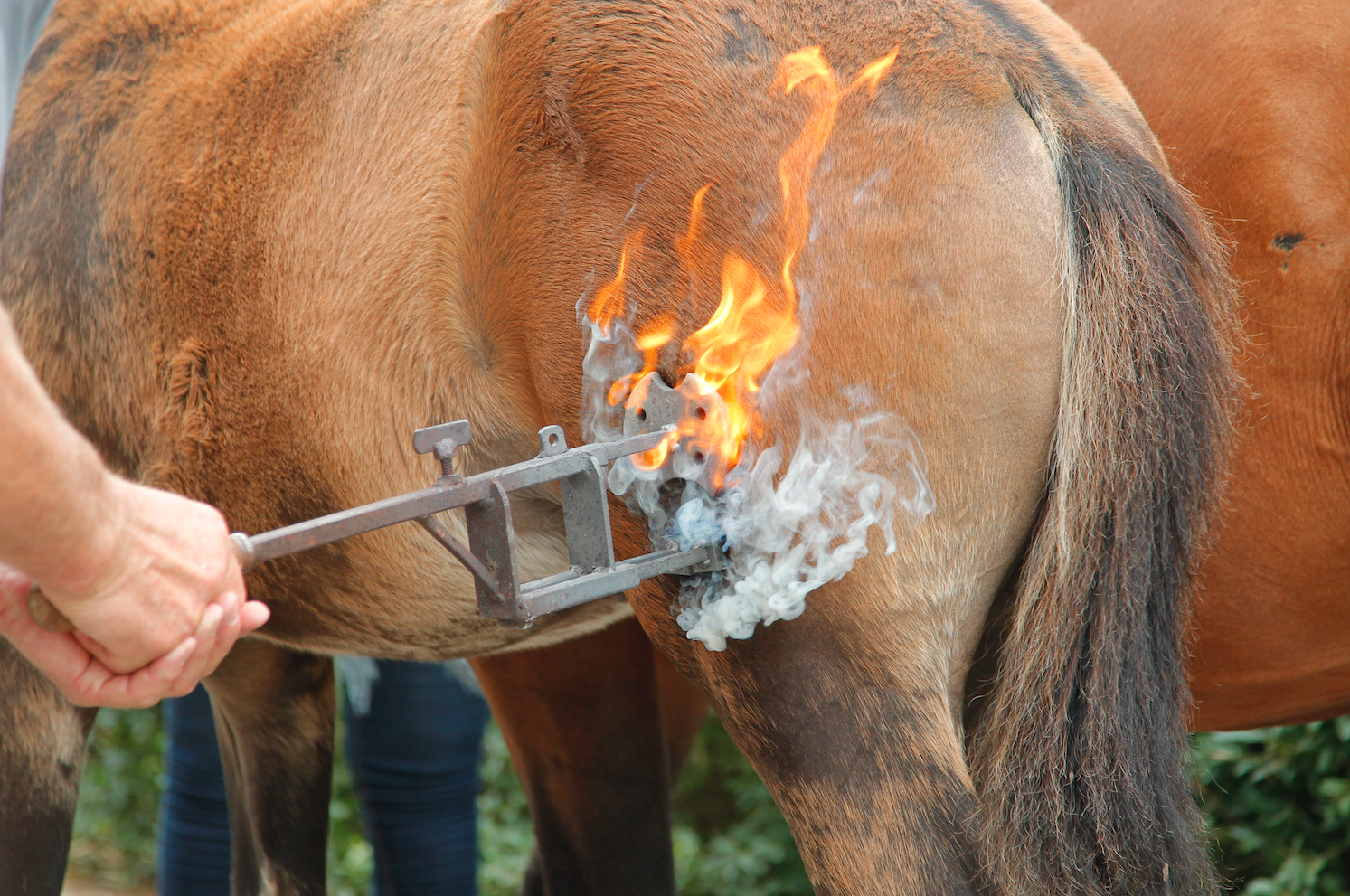 Streit um den Schenkelbrand